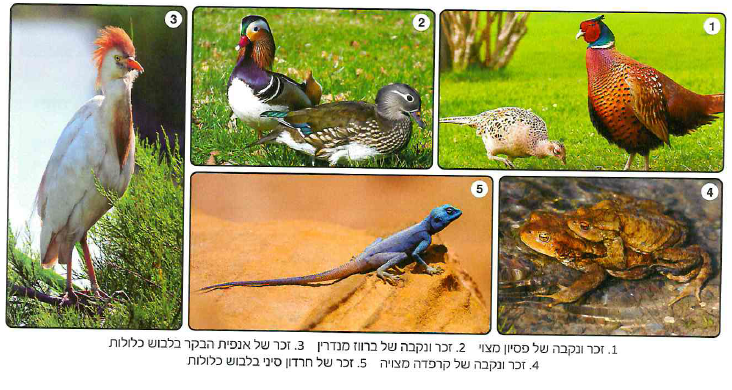 (בספר 5 תמונות)